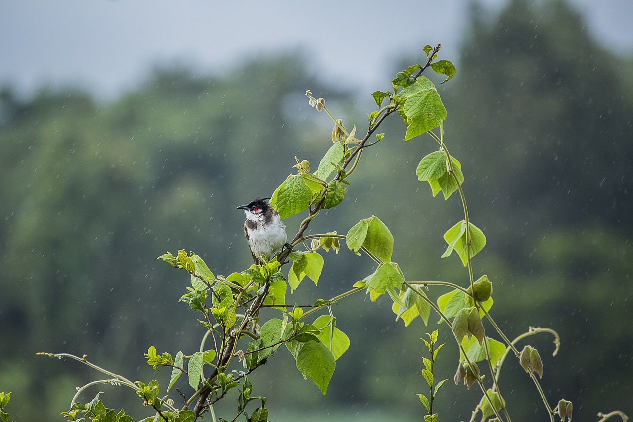 bird, bulbul, ornithology