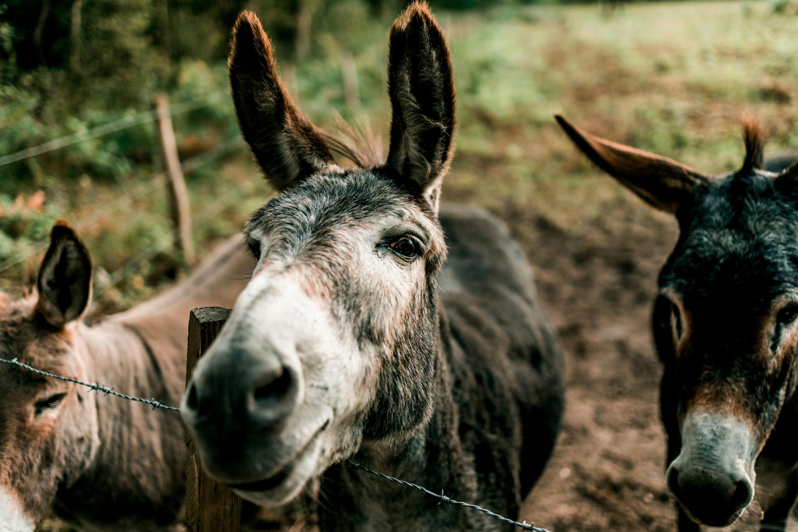 Close-up of three donkeys in a countryside farm setting, displaying personality and charm.